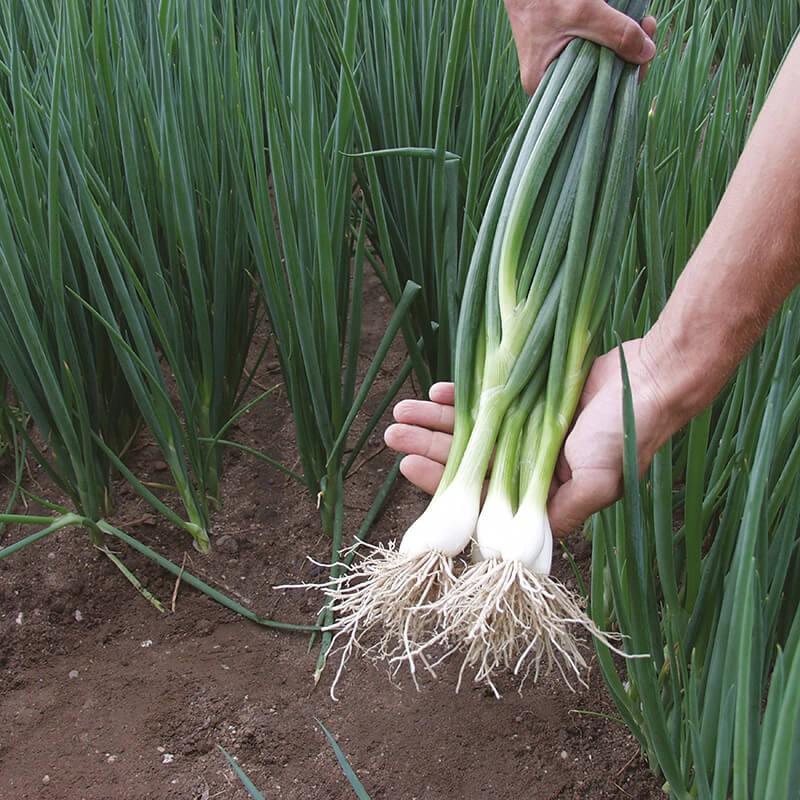 Spring Onion 